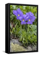 Long-Spurred Violet (Viola Calcarata) in Flower, Val Veny, Italian Alps, Italy, June-Philippe Clement-Framed Stretched Canvas