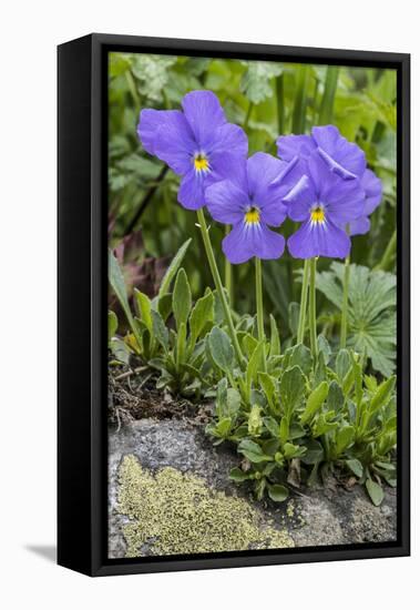 Long-Spurred Violet (Viola Calcarata) in Flower, Val Veny, Italian Alps, Italy, June-Philippe Clement-Framed Stretched Canvas