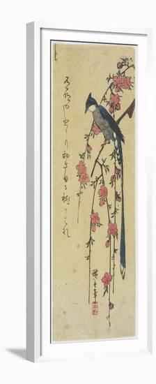 Long-Tail Cock on Drooping Cherry Tree-Utagawa Hiroshige-Framed Premium Giclee Print