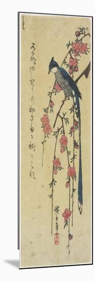 Long-Tail Cock on Drooping Cherry Tree-Utagawa Hiroshige-Mounted Premium Giclee Print