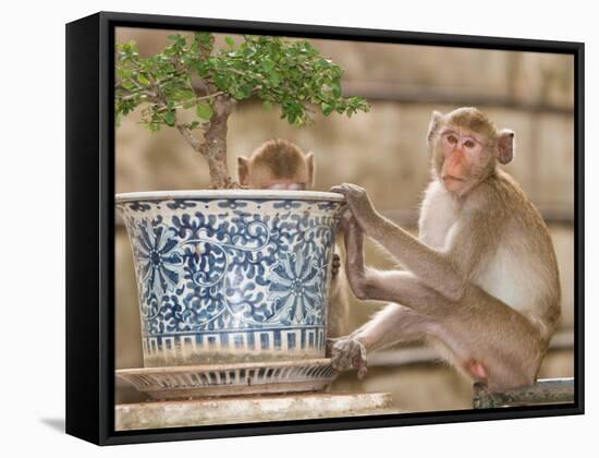 Long Tail Macaque, Thailand-Gavriel Jecan-Framed Stretched Canvas