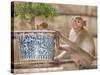 Long Tail Macaque, Thailand-Gavriel Jecan-Stretched Canvas