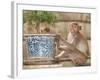 Long Tail Macaque, Thailand-Gavriel Jecan-Framed Photographic Print