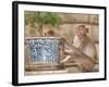 Long Tail Macaque, Thailand-Gavriel Jecan-Framed Photographic Print