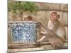 Long Tail Macaque, Thailand-Gavriel Jecan-Mounted Photographic Print