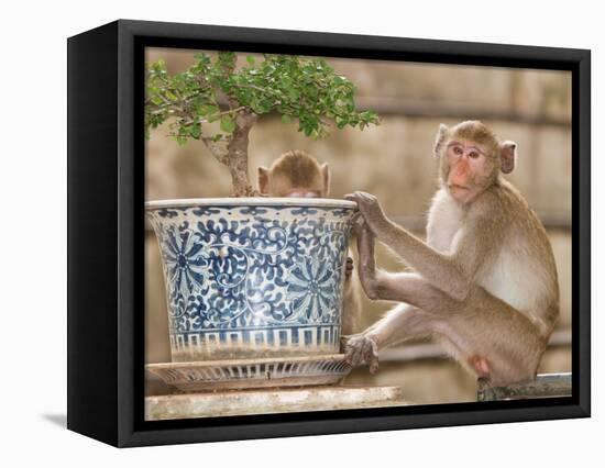 Long Tail Macaque, Thailand-Gavriel Jecan-Framed Stretched Canvas