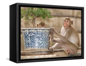 Long Tail Macaque, Thailand-Gavriel Jecan-Framed Stretched Canvas