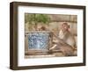 Long Tail Macaque, Thailand-Gavriel Jecan-Framed Photographic Print