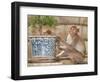 Long Tail Macaque, Thailand-Gavriel Jecan-Framed Photographic Print