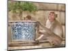 Long Tail Macaque, Thailand-Gavriel Jecan-Mounted Photographic Print