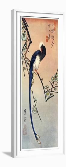 Long Tailed Blue Bird on Branch of Plum Tree in Blossom, 19th Century-Ando Hiroshige-Framed Giclee Print