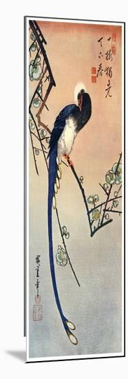 Long Tailed Blue Bird on Branch of Plum Tree in Blossom, 19th Century-Ando Hiroshige-Mounted Giclee Print