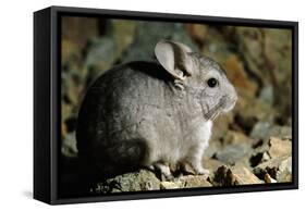 Long-Tailed Chinchilla Young-Andrey Zvoznikov-Framed Stretched Canvas