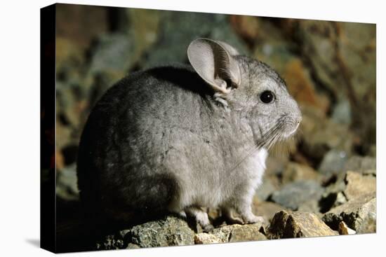 Long-Tailed Chinchilla Young-Andrey Zvoznikov-Stretched Canvas