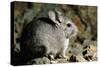 Long-Tailed Chinchilla Young-Andrey Zvoznikov-Stretched Canvas