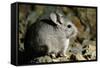 Long-Tailed Chinchilla Young-Andrey Zvoznikov-Framed Stretched Canvas