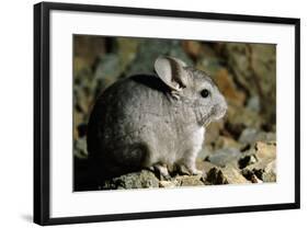 Long-Tailed Chinchilla Young-Andrey Zvoznikov-Framed Photographic Print