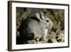 Long-Tailed Chinchilla Young-Andrey Zvoznikov-Framed Photographic Print