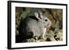 Long-Tailed Chinchilla Young-Andrey Zvoznikov-Framed Photographic Print