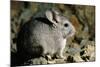 Long-Tailed Chinchilla Young-Andrey Zvoznikov-Mounted Photographic Print