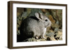 Long-Tailed Chinchilla Young-Andrey Zvoznikov-Framed Photographic Print