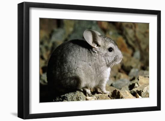 Long-Tailed Chinchilla Young-Andrey Zvoznikov-Framed Photographic Print
