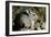Long-Tailed Chinchilla Young-Andrey Zvoznikov-Framed Photographic Print