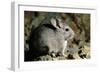 Long-Tailed Chinchilla Young-Andrey Zvoznikov-Framed Photographic Print