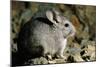 Long-Tailed Chinchilla Young-Andrey Zvoznikov-Mounted Photographic Print