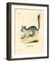 Long-Tailed Chinchilla-null-Framed Giclee Print