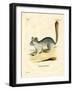 Long-Tailed Chinchilla-null-Framed Giclee Print