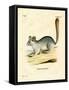 Long-Tailed Chinchilla-null-Framed Stretched Canvas