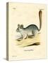 Long-Tailed Chinchilla-null-Stretched Canvas