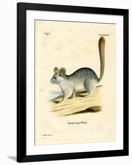 Long-Tailed Chinchilla-null-Framed Giclee Print