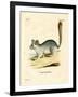 Long-Tailed Chinchilla-null-Framed Giclee Print