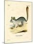 Long-Tailed Chinchilla-null-Mounted Giclee Print