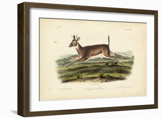 Long-tailed Deer-John James Audubon-Framed Art Print