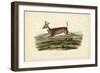 Long-tailed Deer-John James Audubon-Framed Art Print