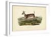 Long-tailed Deer-John James Audubon-Framed Art Print