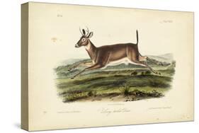 Long-tailed Deer-John James Audubon-Stretched Canvas