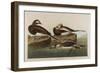 Long-Tailed Duck, 1836-John James Audubon-Framed Premium Giclee Print
