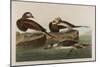 Long-Tailed Duck, 1836-John James Audubon-Mounted Premium Giclee Print