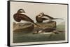 Long-Tailed Duck, 1836-John James Audubon-Framed Stretched Canvas
