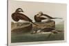 Long-Tailed Duck, 1836-John James Audubon-Stretched Canvas