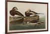 Long-Tailed Duck, 1836-John James Audubon-Framed Giclee Print