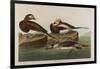 Long-Tailed Duck, 1836-John James Audubon-Framed Giclee Print