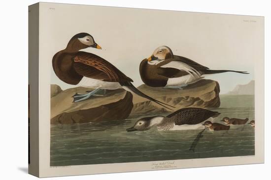 Long-Tailed Duck, 1836-John James Audubon-Stretched Canvas