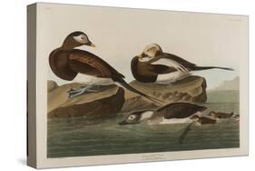 Long-Tailed Duck, 1836-John James Audubon-Stretched Canvas