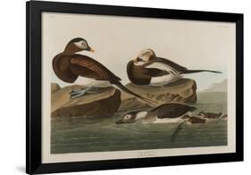 Long-Tailed Duck, 1836-John James Audubon-Framed Giclee Print