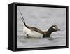 Long-Tailed Duck (Clangula Hyemalis) Male Leaning Forward in Water, Iceland-Markus Varesvuo-Framed Stretched Canvas